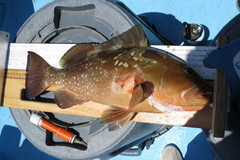 Epinephelus morio