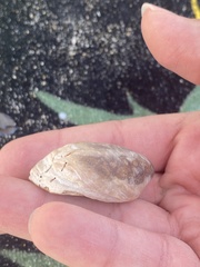 Crepidula