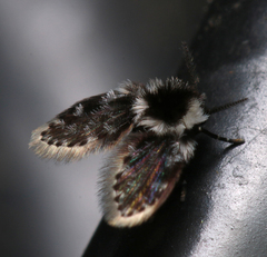Lepiseodina conspicua