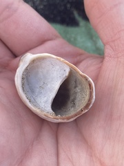 Crepidula