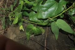 Passiflora capsularis
