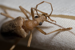 Centrodera