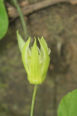 Passiflora capsularis