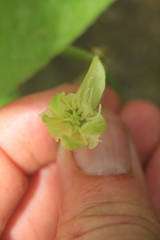 Passiflora capsularis