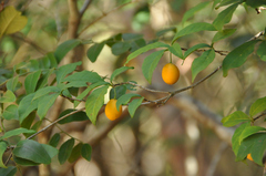 Rauvolfia paucifolia