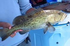 Mycteroperca microlepis