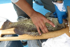 Mycteroperca microlepis