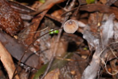 Mycena cystidiosa