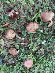 Exsudoporus floridanus