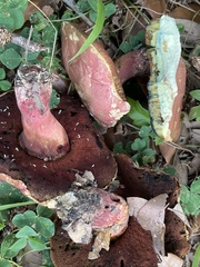 Exsudoporus floridanus