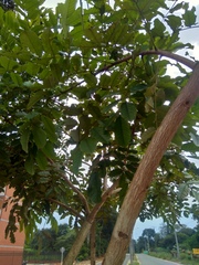 Andira