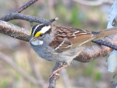Zonotrichia albicollis image
