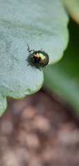 Chrysomelidae