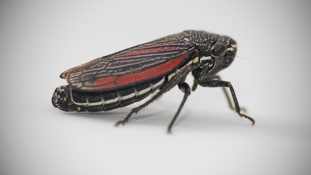 Striped Leafhopper from Wellington County, ON, Canada on April 20, 2022 ...