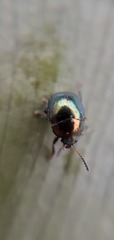 Chrysomelidae