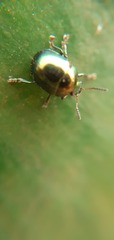 Chrysomelidae