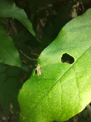 Aedes trivittatus