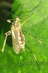 Aedes trivittatus