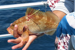 Epinephelus morio