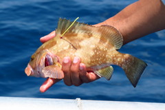 Epinephelus morio