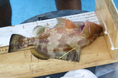 Epinephelus morio
