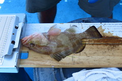 Epinephelus morio