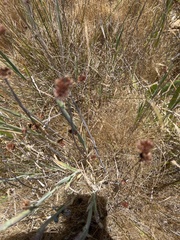 Juncus occidentalis