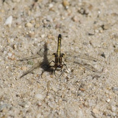 Leucorrhinia intacta