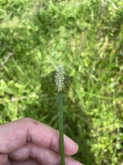 Eleocharis interstincta
