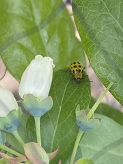 Diabrotica undecimpunctata