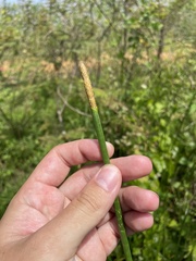 Eleocharis interstincta