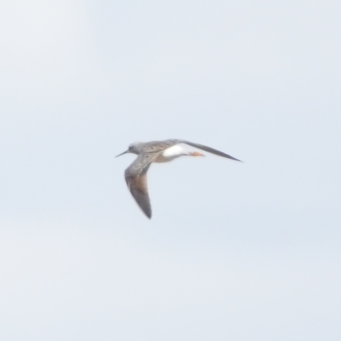 Shanks, Tattlers, and Allies from Bloom Township, MN, USA on May 16