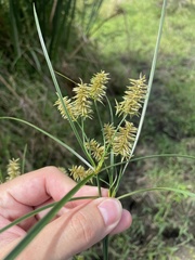 Cyperus giganteus