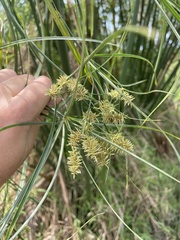 Cyperus giganteus