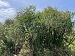 Cyperus giganteus