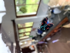 Cyanopepla submacula