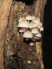 Mycena clarkeana