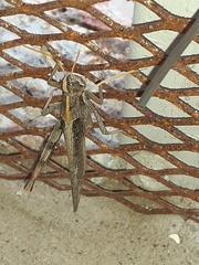 Schistocerca nitens
