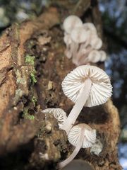 Mycena clarkeana