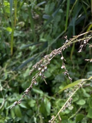 Scleria eggersiana