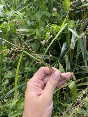 Scleria eggersiana