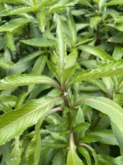 Hygrophila costata