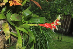 Tillandsia heliconioides