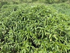 Hygrophila costata