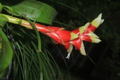 Tillandsia heliconioides