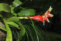Tillandsia heliconioides