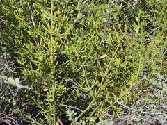 Phoradendron brachystachyum
