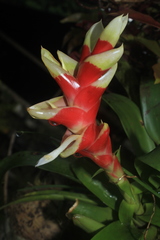Tillandsia heliconioides