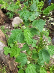 Physocarpus capitatus