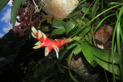 Tillandsia heliconioides